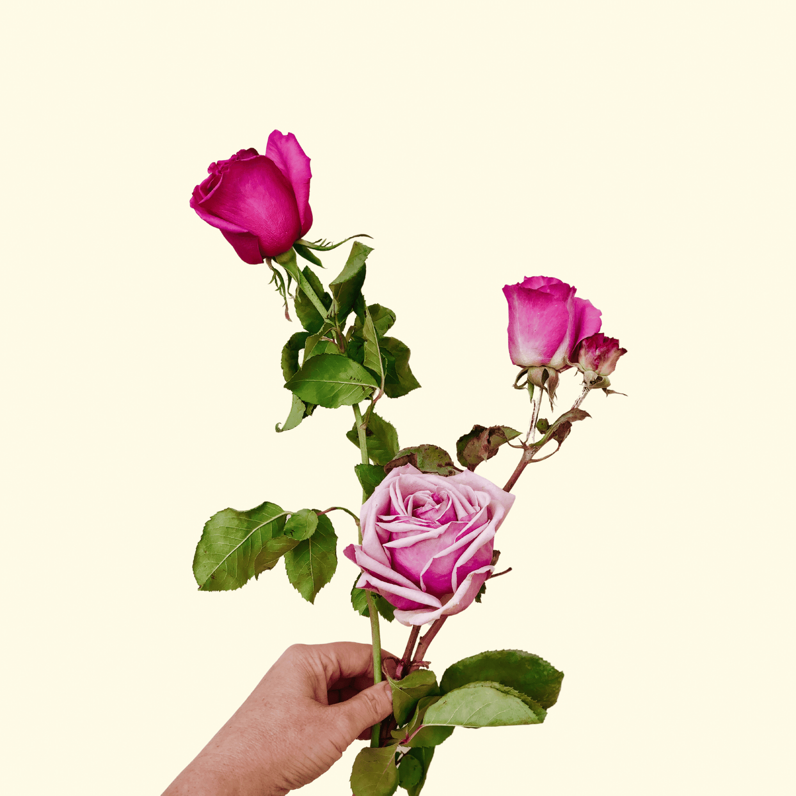 Blooms - collection of freeze dried edible flowers for floral cakes and flower cupcakes.