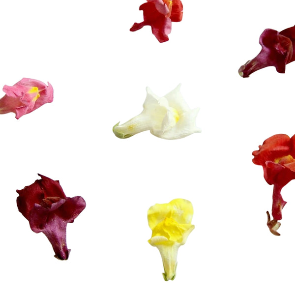 Freeze Dried Edible Snapdragons – Simply Edible Flowers