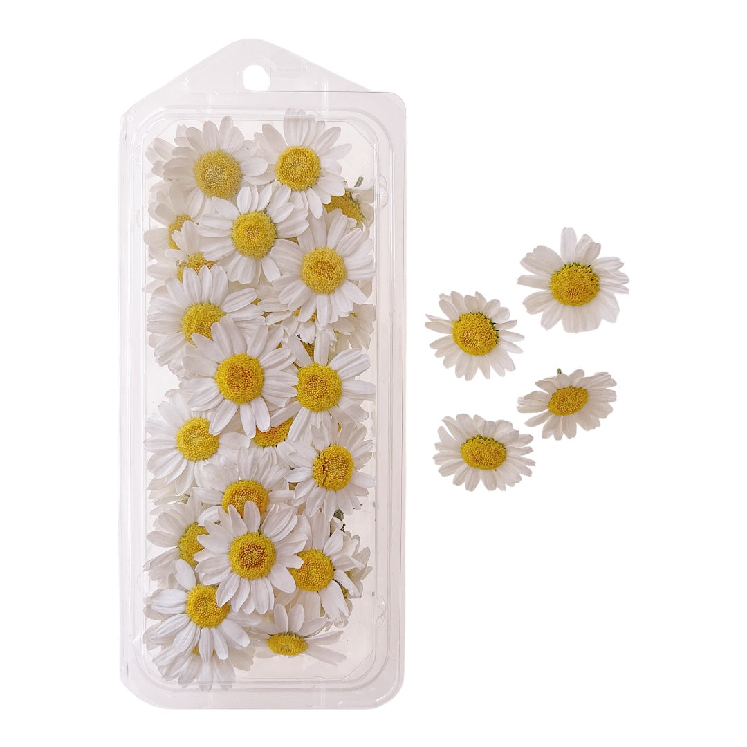 White Daisies Freeze Dried Edible Flowers