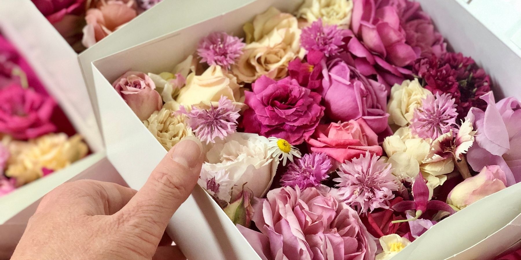 Bloomish Freeze Dried Edible Flowers | Dried Flowers for Cake Flowers