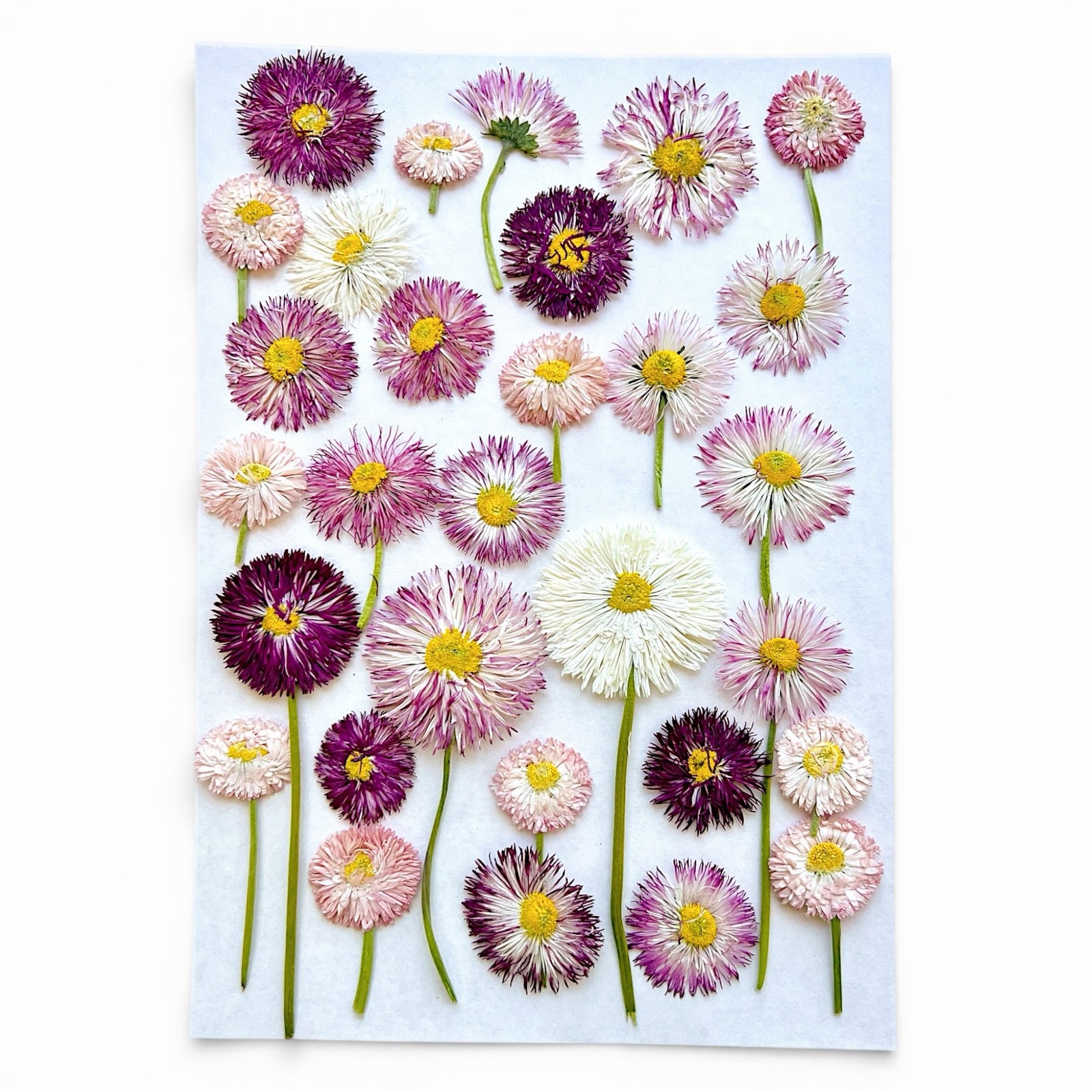 One sheet of Freeze Dried Pressed Edible Daisies.