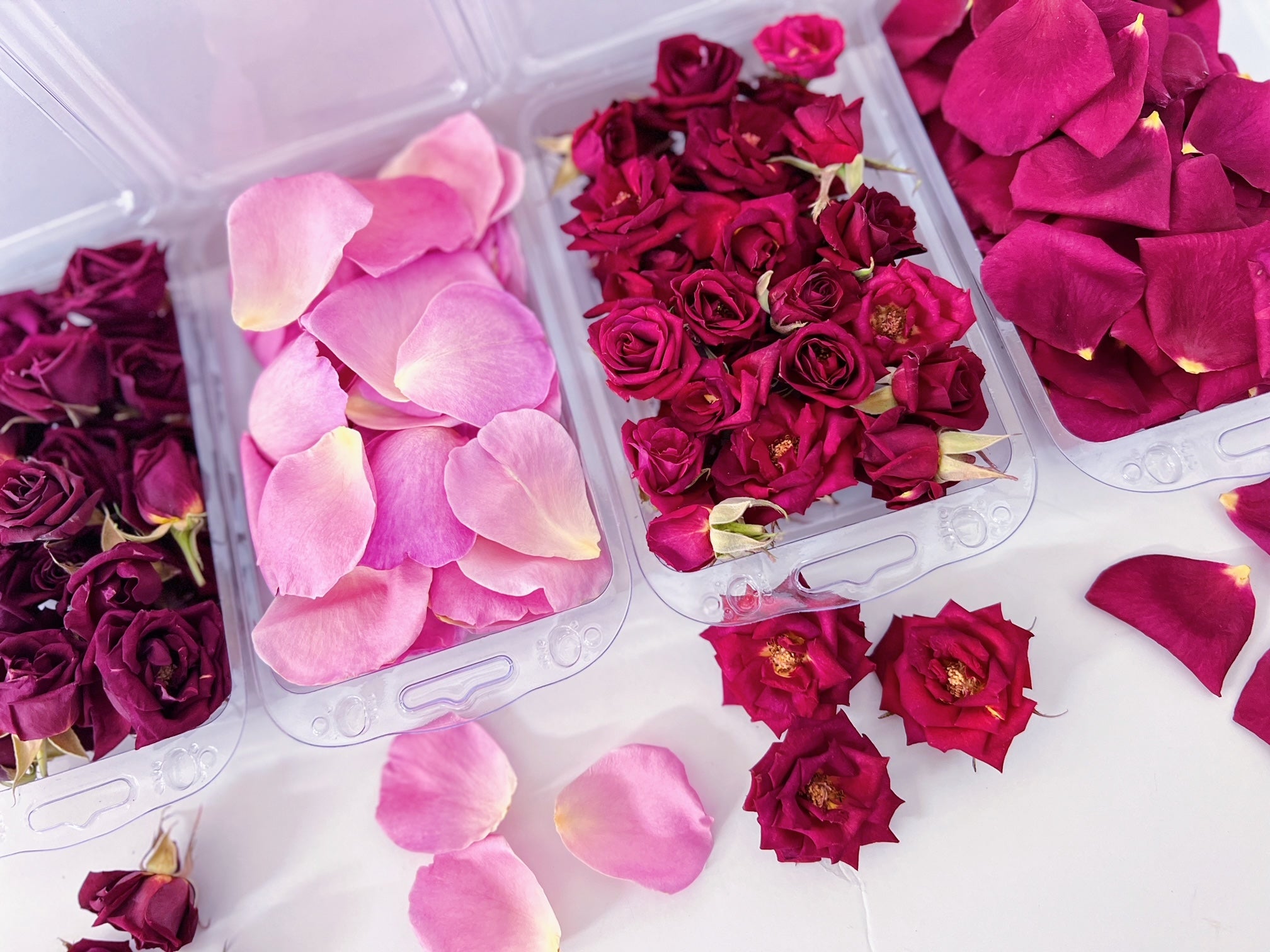 Bloomish Freeze Dried Edible Flowers | Dried Flowers for Cake Flowers