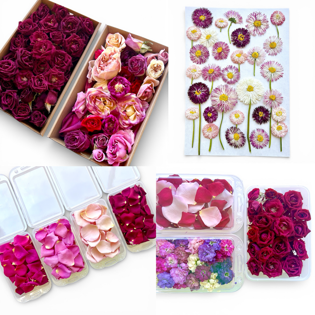 The Ultimate Collection of Freeze Dried Edible Flowers for Valentine's Day.