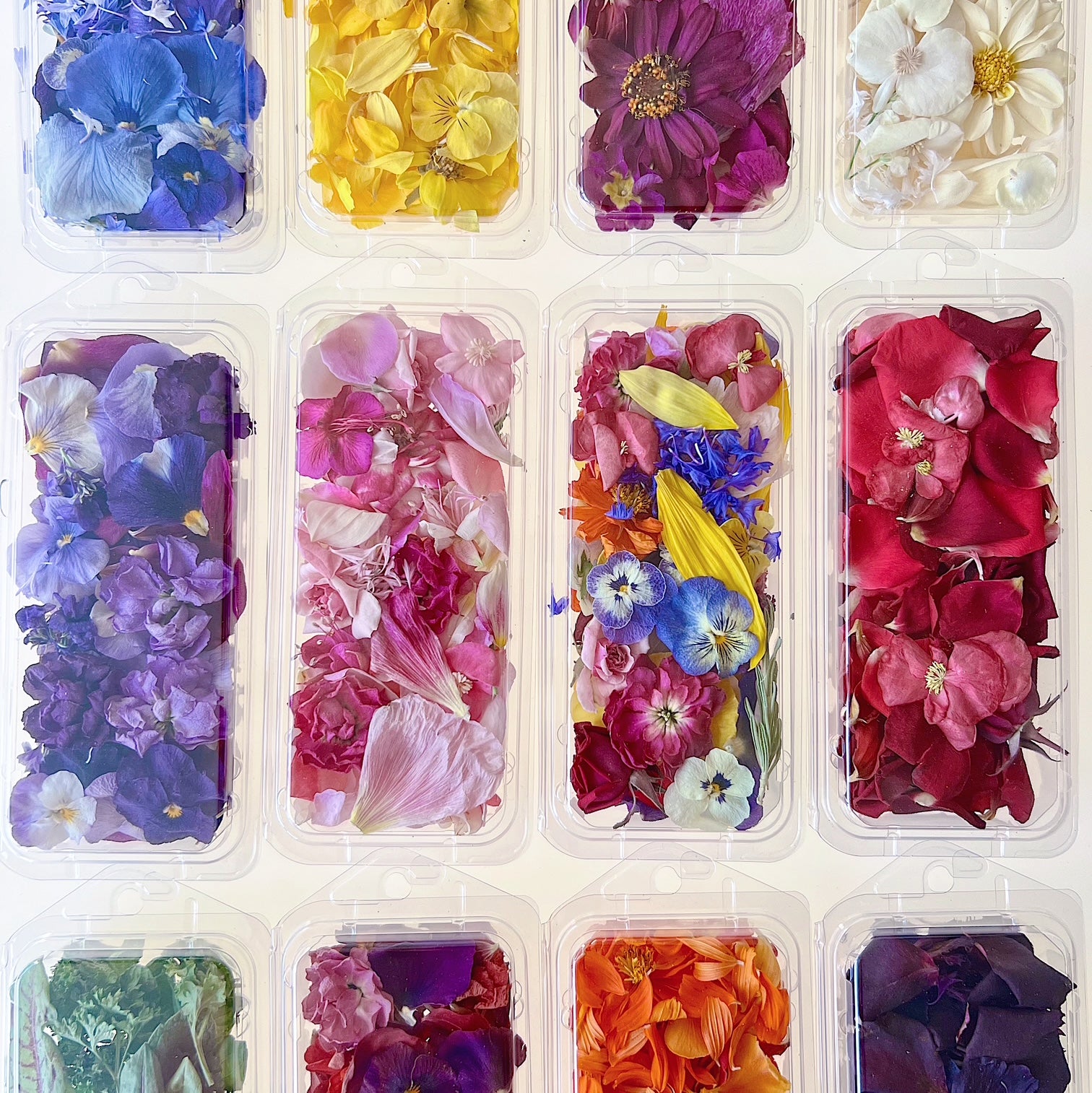 Bloomish Freeze Dried Edible Flowers | Dried Flowers for Cake Flowers