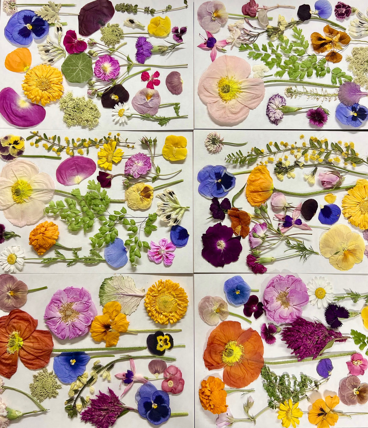 EDIBLE PRESSED FLOWERS - Freeze Dried, Organically Grown &amp; Edible